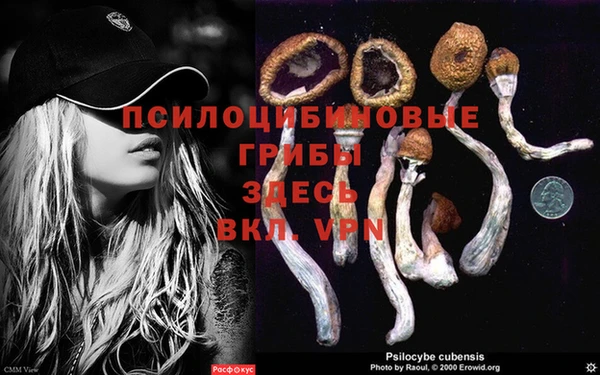 сатива Абаза